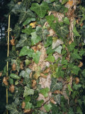 Discarded nymphal shells of Brood X, 17-year cicadas on a tree trunk Lámina fotográfica Discarded nymphal shells of Brood X, 17-year cicadas on a tree trunk Lámina fotográfica