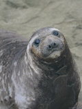 A Portrait of a Female Elephant Seal Photographie par Marc Moritsch