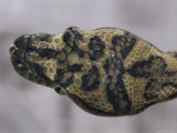 A Close View of the Head of a Coastal Carpet Python Photographic Print