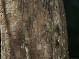 A Small Green Lizard Rests on a Tree Trunk Near a Termite Tunnel Photographic Print by Tim Laman