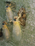 Newly Emerged Brood X, 17-Year Cicadas, Showing Nymphal Exoskeleton Photographic Print by Darlyne A. Murawski