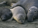 Portrait of a Family of Elephant Seals Photographic Print