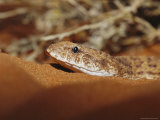 A Desert Death Adder, Acanthophis Pyrrhus, Lying on Warm Sand Photographic Print