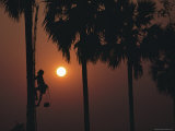 Silhouette of a Toddy, or Palm Sap, Collector Scaling a Palm Tree Photographic Print by James L. Stanfield