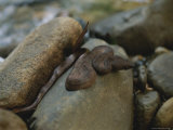 A Temple Viper Snake Waits for its Prey by a Stream Photographic Print