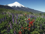 The Snow-Capped Top of Osorno Volcano Towers over Lupine Flowers Photographic Print