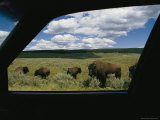 American Bison (Bison Bison)Photographed from Inside a Car Photographic Print