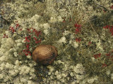 A Mushroom Grows Among a Cranberry Bush and Lichens Photographic Print