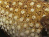 Close View of the Skin and Scales of a Rough Knob-Tail Gecko Photographic Print
