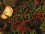 A Mushroom Grows Next to a Cranberry Bush Photographic Print