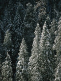 Snow Covers a Forest of Evergreen Trees in Flagstaff, Arizona Photographic Print by John Burcham