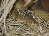 A Venomous Mulga or King Brown Snake in a Grassy Hiding Spot Photographic Print by Jason Edwards