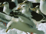 A Group of Gulls Standing on Sea Ice Photographic Print