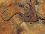 A Rusty Crevice Dragon Resting on a Sun Warmed Rock Photographic Print by Jason Edwards