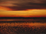 Snow Geese Come to Rest in Squaw Creek National Wildlife Refuge Photographic Print
