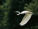 A Graceful Great Egret, Egretta Alba, in Flight Photographic Print