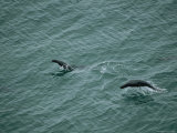 Northern Fur Seals Leaping and Diving Near the Pribilof Islands Photographic Print
