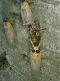 Newly Emerged Brood X, 17-Year Cicadas, Showing Nymphal Exoskeleton Photographic Print by Darlyne A. Murawski