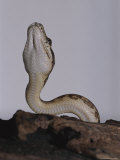 A View of the Underside of a Darwin Carpet Python Photographic Print