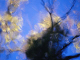 Vegetation Reflection in a Desert Oasis Pool Photographic Print by Jason Edwards