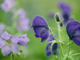 Close View of Wooly Geranium (Left) and Monkshood Flowers Photographic Print by Joel Sartore