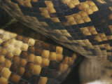 A Close View of the Skin and Scales of a Scrub Python Photographic Print by Jason Edwards