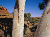 A Close View of Ghost Gum Tree Trunks in a Desert Canyon Photographic Print by Jason Edwards