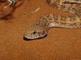 A Desert Death Adder, Acanthophis Pyrrhus, Lying on Warm Sand Photographic Print by Jason Edwards