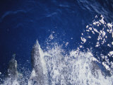 A Pod of Common Dolphins Swimming in a Boats Wake Photographic Print