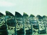 Close View of Tail Scale Ridges of a Saltwater Crocodile Underwater Photographic Print by Jason Edwards
