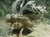 A crab carries an upside-down jellyfish for camouflage or protection Lámina fotográfica