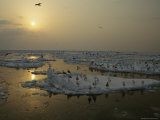 A Group of Gulls Standing on Sea Ice at Twilight Photographic Print