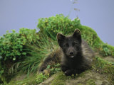 Portrait of an Arctic Fox in its Summer Coat Photographic Print
