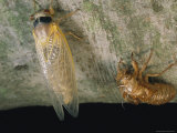 A Brood X, 17-year cicada adult newly emerged from its nymphal shell Lámina fotográfica A Brood X, 17-year cicada adult newly emerged from its nymphal shell Lámina fotográfica