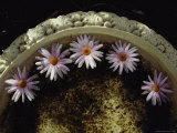 Daisies Floating in a Bird Bath Photographie par Jason Edwards