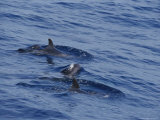 A Pod of Pygmy Killer Whales Swimming at the Waters Surface Photographic Print