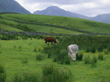 Cattle graze in fields fenced with stone walls Stampa fotografica Cattle graze in fields fenced with stone walls Stampa fotografica