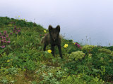 An Arctic Fox Amongst Wildflowers on a St. Paul Island Hilltop Photographic Print