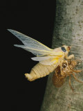 A Brood X, 17-Year Cicada Emerges from its Nymphal Exoskeleton Photographic Print by Darlyne A. Murawski