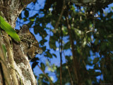 A Jaguar Peeks out from Behind a Tree Photographic Print by Steve Winter