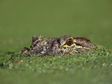 A female Nile crocodile carries her newly hatched babies in her mouth. Lámina fotográfica