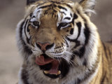 Tiger, Qinhuangdao Zoo, Hebei Province, China Photographic Print by Raymond Gehman