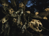 A Collection of Jaguar Skulls Taken by Local Cattle Ranchers Photographic Print