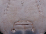 A View of the Underside of a Ray Showing Mouth and Gills Photographic Print by Jason Edwards