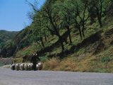 A Goatherd Leads His Flock of Goats Along a Rural Road Near Beijing Photographic Print