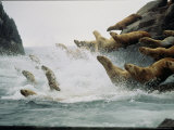 Steller Sea Lions Take to the Waters of the Gulf of Alaska Amid Foam and Spray Photographic Print