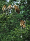 A female proboscis monkey, Nasalis larvatus Stampa fotografica di Tim Laman A female proboscis monkey, Nasalis larvatus Stampa fotografica di Tim Laman