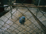 Hyacinthine Macaw in the Sao Paulo Zoo Photographic Print