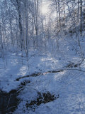 Black Hills Regional Park, Winter View with Snow Impressão fotográfica por Brian Gordon Green