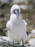 A Blue Footed Booby Chick Sits on a Rock on Espanola Island Photographic Print